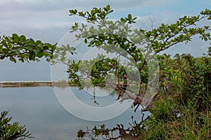 The holy river of the Kogui tribe `RÃÂ­o Ancho`, Dibulla, La Guajira - Colombia photo