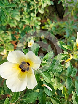 Holy rose - turnera subulata flower