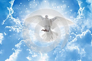 Holy spirit bird flies in skies, bright light shines from heaven