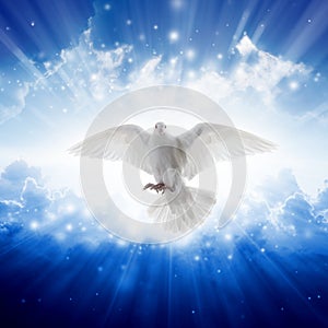 Holy spirit bird flies in skies, bright light shines from heaven