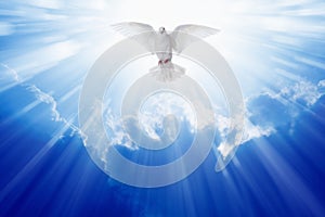 Holy spirit dove