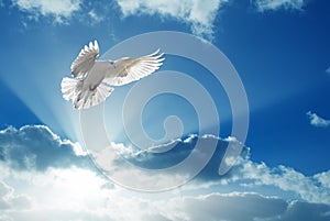 Svatý duch holubice mouchy v modrá obloha 