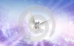 Holy Spirit Dove photo