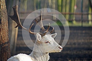 Holy St Hubert deer, albino fallow deer