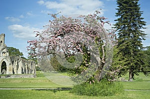 The Holy Thorn, Glastonbury