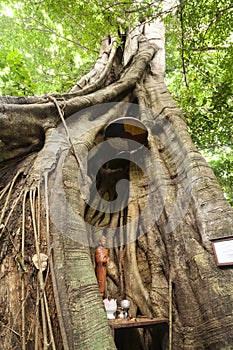 Holy tree in Kep National Park