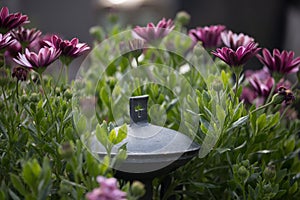 Holy water in iron bowl, cemetery, flowers