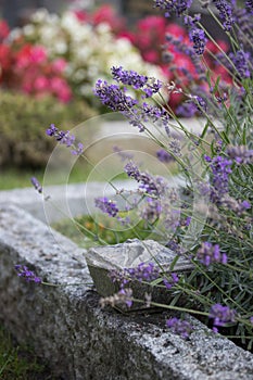 Holy water in iron bowl, cemetery, lavender