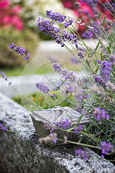 Holy water in iron bowl, cemetery, lavender