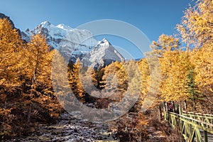 Holy Xiannairi mountain in autumn pine forest at Yading nature reserve