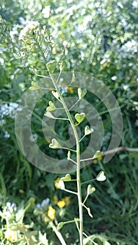 Holyland love flower