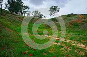 Holy Land Series -Anemones Field in the Negev photo