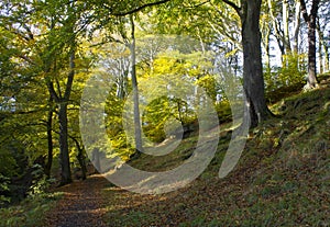 Holywell Dene, Holywell, Northumberland.