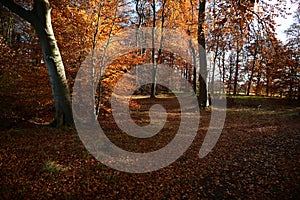 Holywells Park, UK, colors of autumn leaves