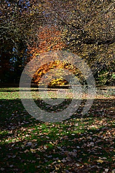 Holywells Park, UK, colors of autumn leaves