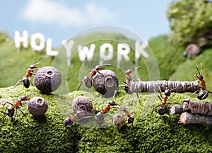 Holywork hills, teamwork, Ant Tales