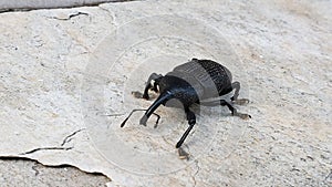 Homalinotus coriaceus Molytinae - Broca-do-cacho-do-coqueiro beetle