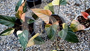 Homalomena cf. aromatica (Spreng.) in the pot