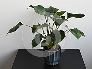 Homalomena Emerald Gem - houseplant with green leaves and red stems.