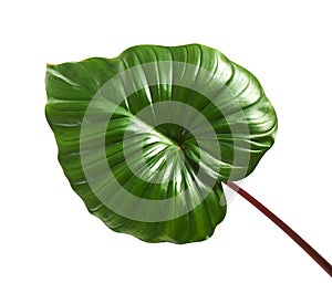 Homalomena foliage, Green leaf with red petioles isolated on white background, with clipping path