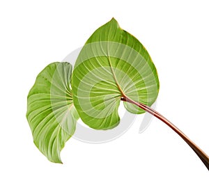 Homalomena foliage, Green leaf with red petioles isolated on white background, with clipping path