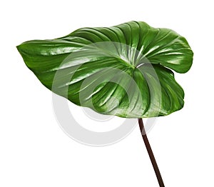 Homalomena foliage, Green leaf with red petioles isolated on white background, with clipping path