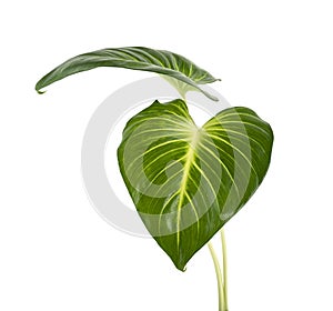 Homalomena foliage, Green leaf with white petioles isolated on white background, with clipping path