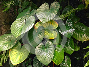 Homalomena rubescens or King of Heart is a herbaceous plant.