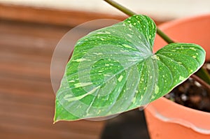 Homalomena Rubescens Variegated