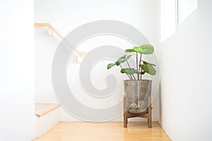 Homalomena Wallisii or King of Heart plant or house plant in pot loft style with wooden stand located at stair near by light