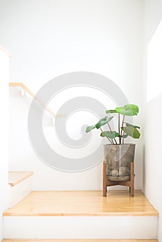 Homalomena Wallisii or King of Heart plant Red or house plant in pot loft style with wooden stand located at stair near by light