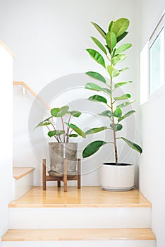 Homalomena Wallisii or King of Heart plant and rubber tree or Ficus elastic plant, in pot loft style and round white pot with