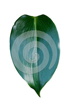 Homalomena Wallisii leafKing of HeartsTropical green leaves isolated on white background Scientific name Homalomena cf.