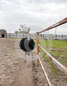 Home African ostrich