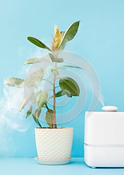 home air freshener and humidifier to clean the air and humidify the house plants