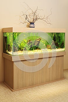 Home aquarium