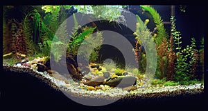 Home Aquarium