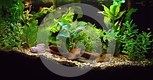 Home Aquarium photo