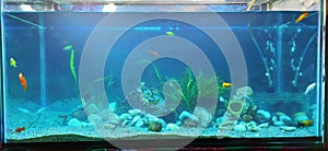Home aquarium decorated with sand gravel rocks corals and natural aquatic plants and fishes.