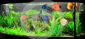 Home aquarium with discus fish and plants photo