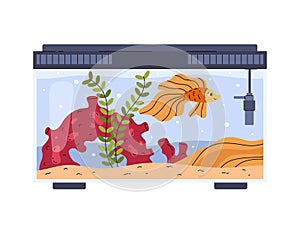 Home aquarium with fish, plant, coral and sandy bottom.