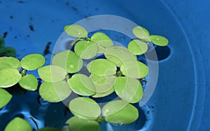 Home aquarium floating plants called Amazon frogbit or Limnobium Laevigatum bitten by freshwater fishes