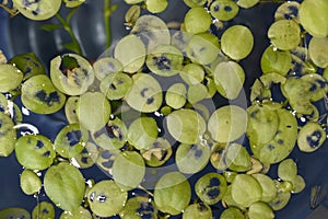 Home aquarium floating plants called Amazon frogbit or Limnobium Laevigatum bitten by freshwater fishes. Leaves are torn