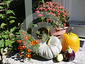 Home: autumn fall entry pumpkins and flowers