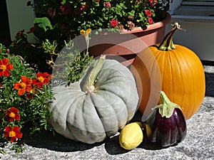 Home: autumn fall entry pumpkins and flowers close