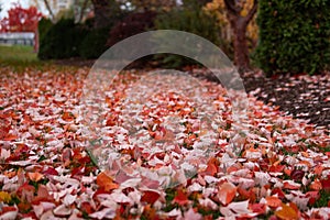 Home Backyard Garden Covered with Colorful Fallen Leaves during Autumn