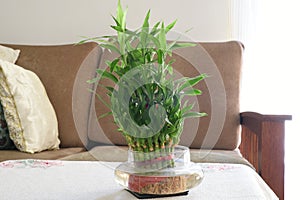 Home Bamboo water plant, green leaves bamboo plant in living room