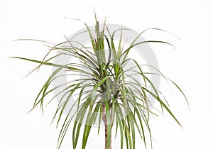 Home beautiful flower Dracaena, white background, isolate, close-up