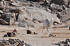 Home camels in the village of local residents of the Arabian desert, Egypt.