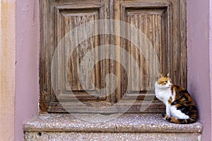 Home cat front of the door